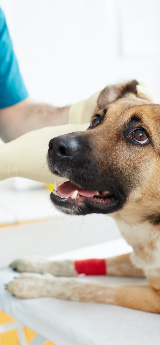 Línea veterinaria